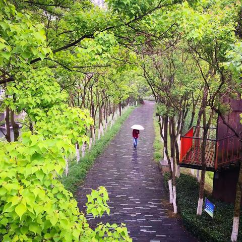 风雨的诗意