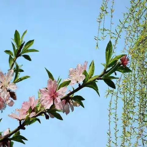 不负春光不负时，别样学习共成长———朝阳市文化路小学一年二班“停课不停学”第二周纪实