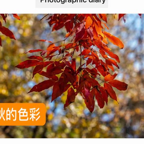 秋的色彩.南湖公园