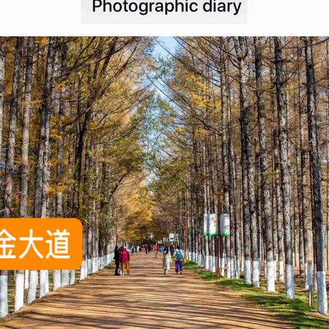 长春黄金大道.百木园