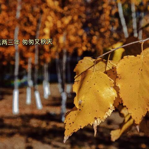 落叶的秋：劳动公园