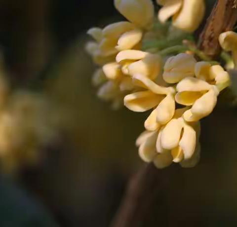 又到桂花飘香时