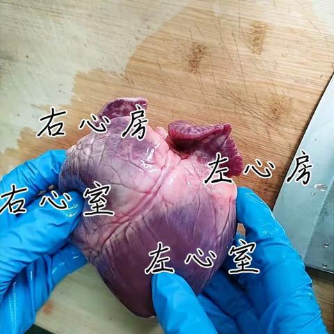 生物作业：心猪的解剖