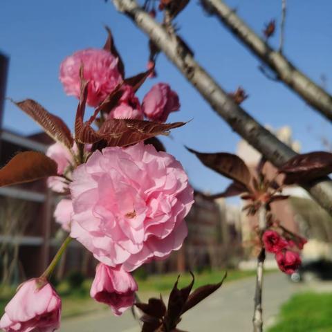 来丰乐，看樱花