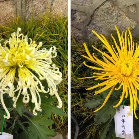 观览北京市第43届菊花展（之一）