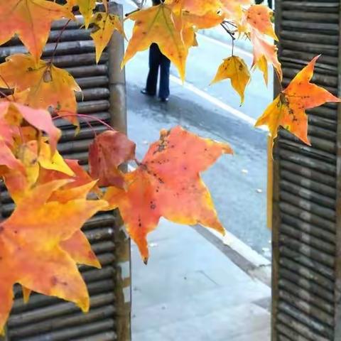 秋赏北宫森林公园的浪漫彩叶