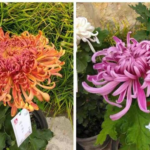 观览北京市第43届菊花展（之二）