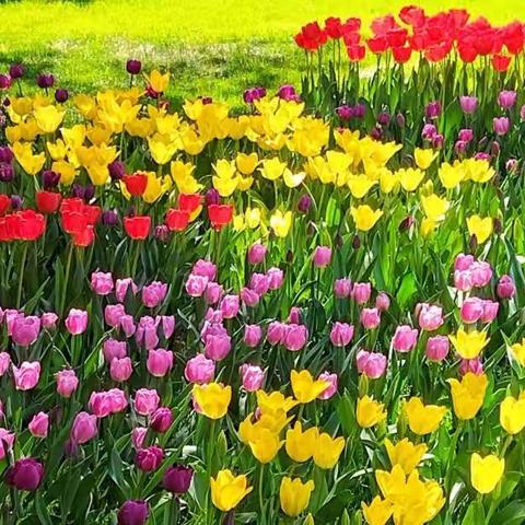 🌷中山公园郁金香🌷