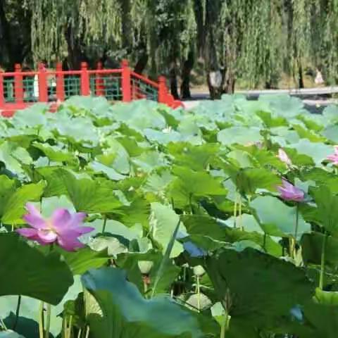 曲曲折折的荷塘上面，弥望的是田田的叶子。