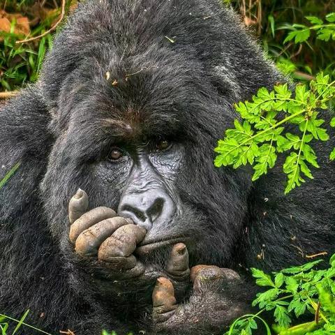 追猩苦旅—选妃追猩（23）