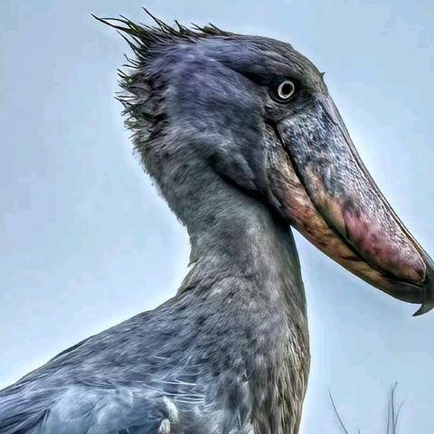 乌干达初访—选妃追猩（二十）