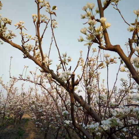 梨花何日唤春风？