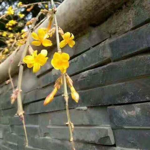 倾心向暖，花开半夏！