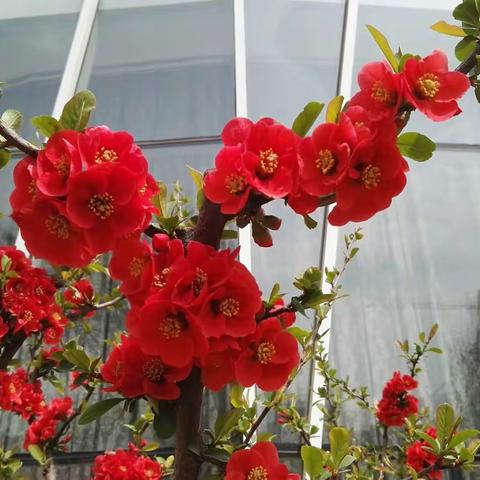 疫情散，春更艳