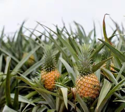 从菠萝🍍到胡萝卜🥕