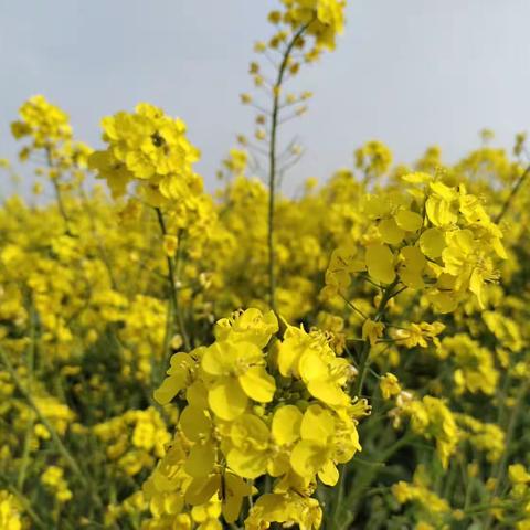 清明时节话清明——南石庄小学