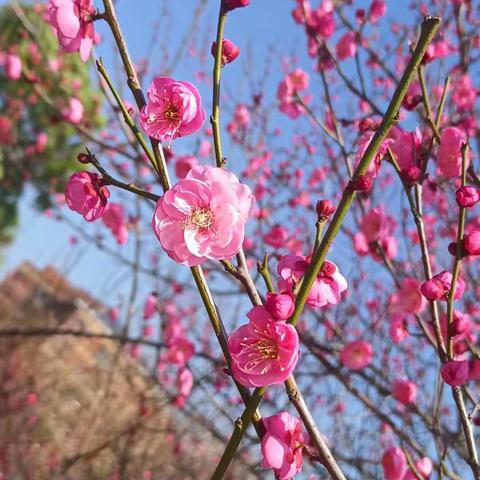中二班春游《梅花园》