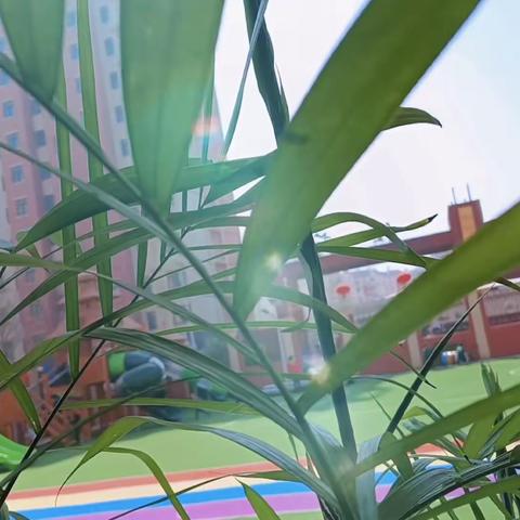 【华羽跨世纪义合幼儿园自然教育】