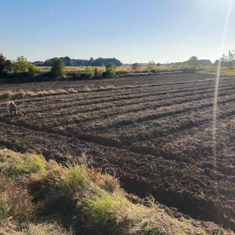 油菜种植正当时，不负好时光