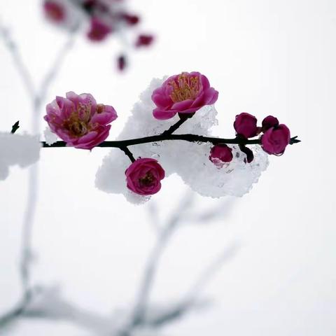 玉笛涛声酬唱集
