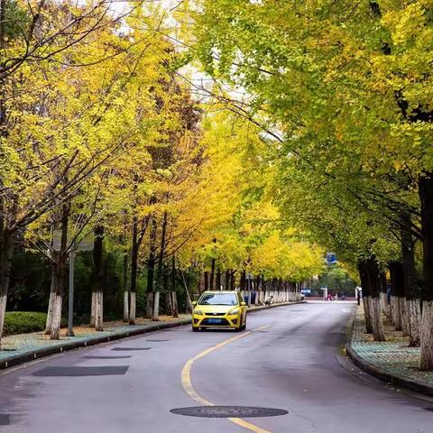 徜徉在银杏树下