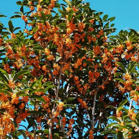 满街桂花满街飘香