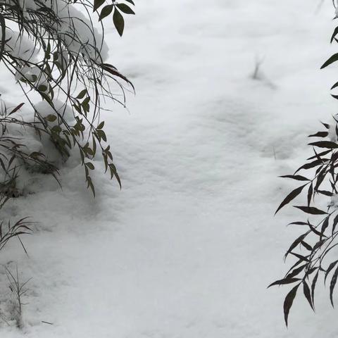 蓥华半山  雪落竹溪坪