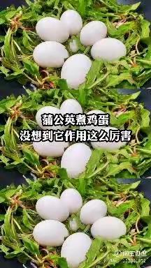 春天的蒲公英