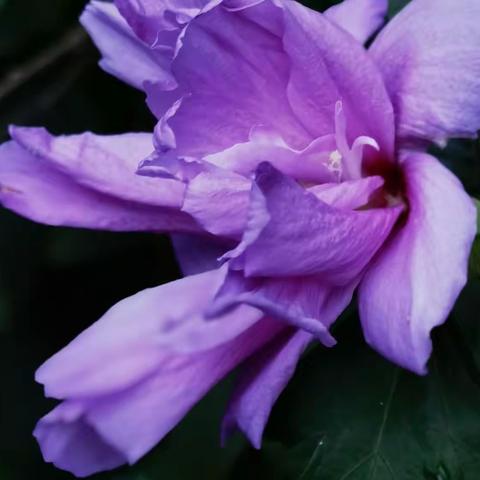 夏花
