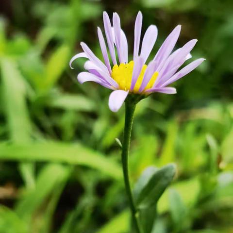小花