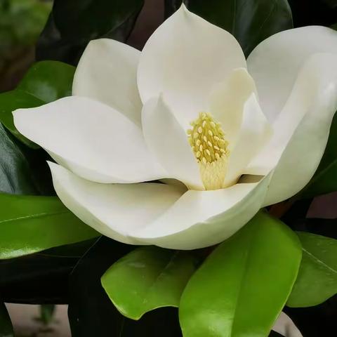 冰清白玉