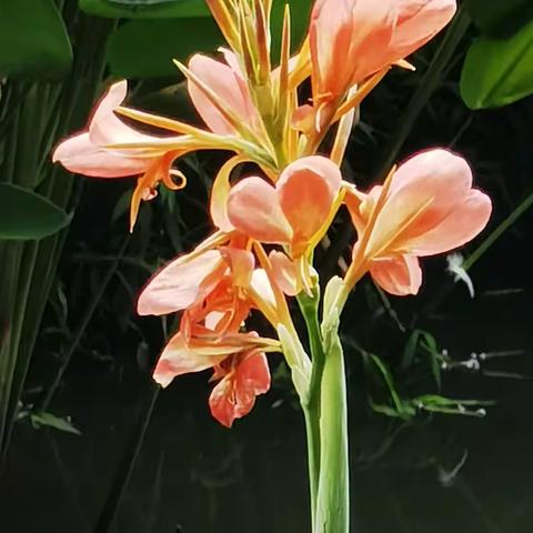 立秋时节见花开