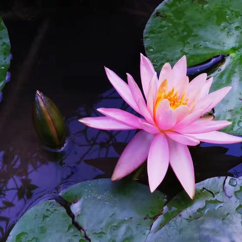 夏日睡莲
