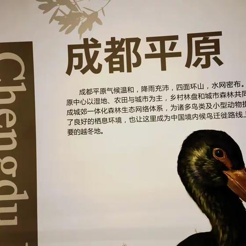 成都自然博物馆一角