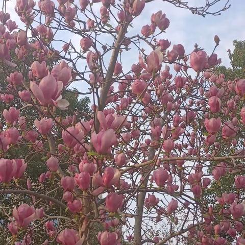 阳春三月，踏青来，赏花去！