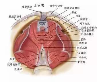 孕产、手术、绝经后...哪些人需要做盆底筛查？