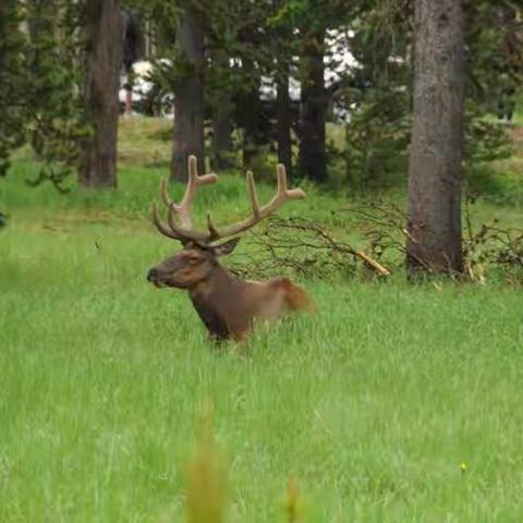 美国“黄石、大提顿公园”之旅（之五）黄石公园四天游（2、3、4）