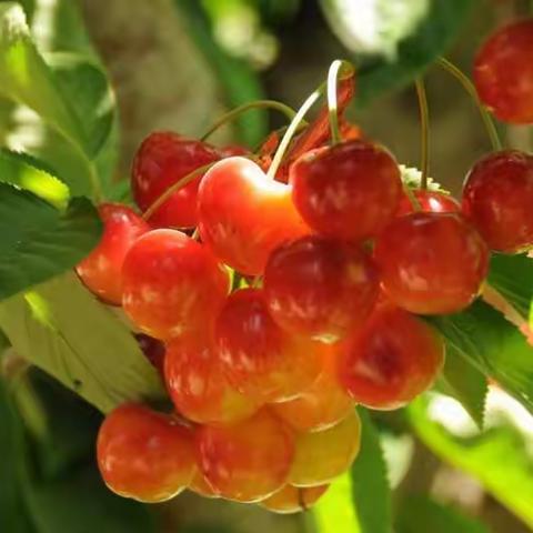 美国“黄石、大提顿公园”之旅（之七）返回途中“樱桃园里的乐趣”