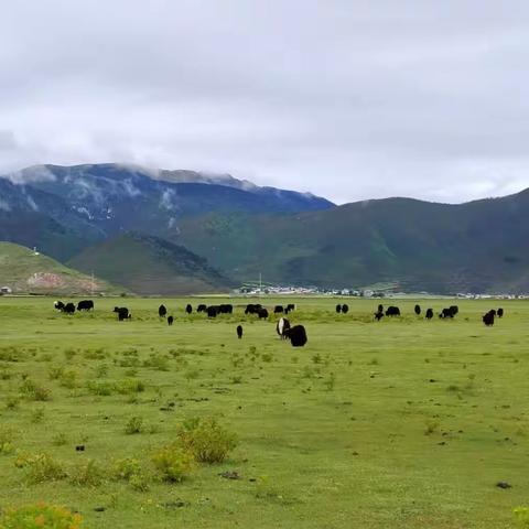 美丽的香格里拉