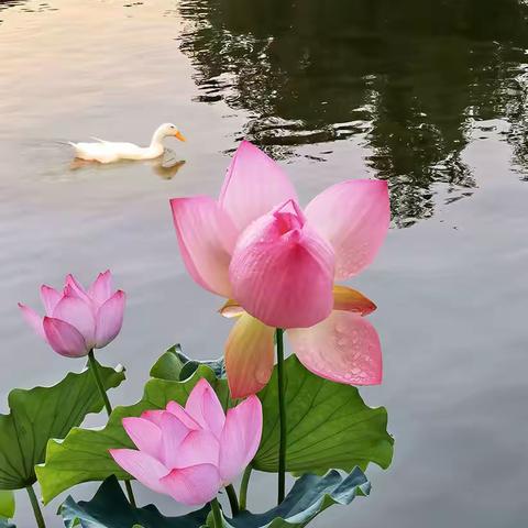 仲夏雨过莲花池  风荷滴翠入画来