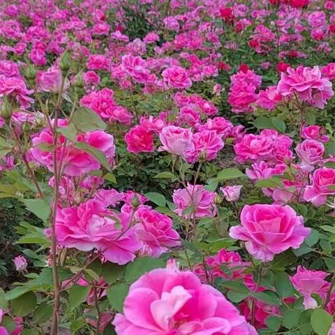 师生同心，战“疫”必胜   ——回族小学三年级一班疫情期间班级风