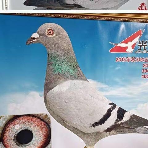 2023蒙正德学习中心---共享自然与和平鸽【周六单日】