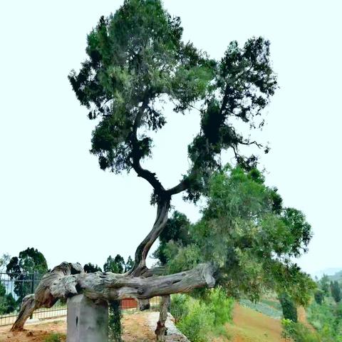 咏刘秀柏（七律）