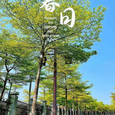 值此青绿，美了芳心