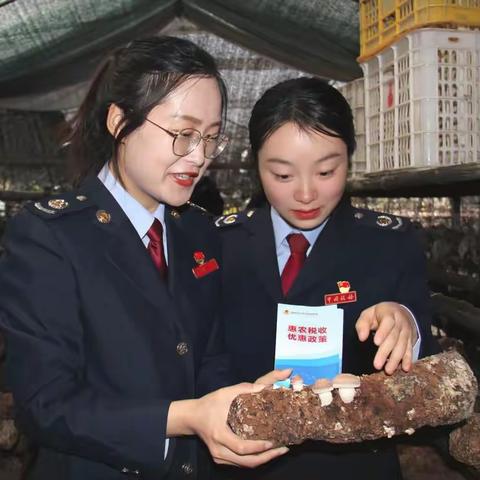 税惠春风吹进“小菌菇”基地