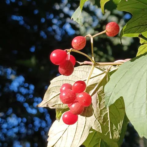 都道深秋华茂。对饮月中仙酒。