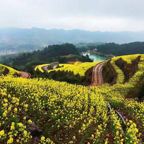 梨花白，菜花黄