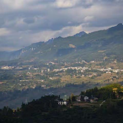 凤凰鸣矣 于彼高岗，梧桐生矣，于彼朝阳