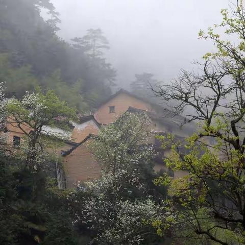 春雨落 梨花放