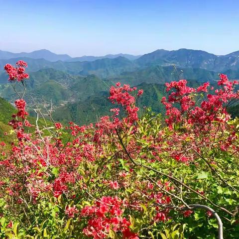 缙云石笕杜鹃花